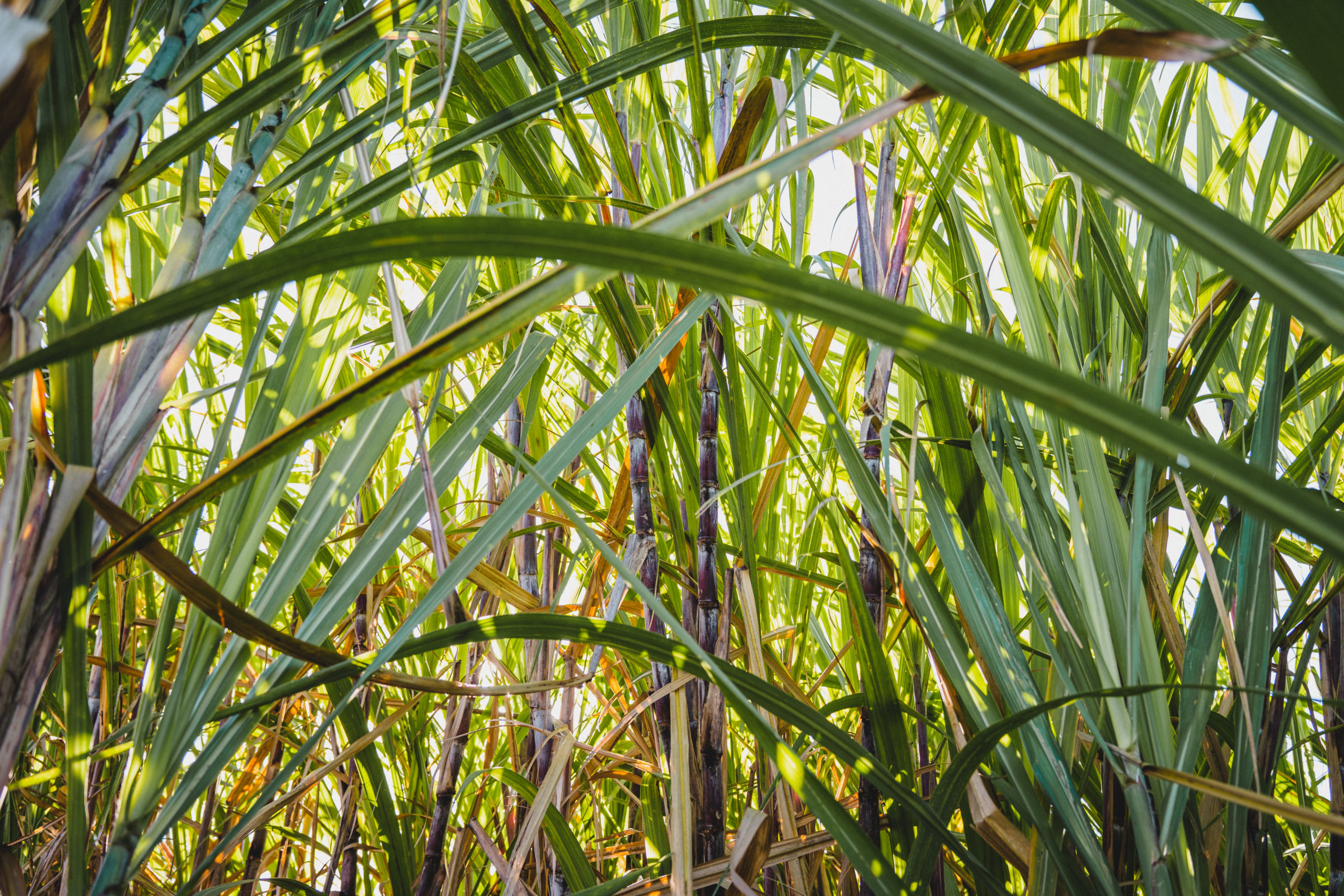 Photo d'un champ de cannes à sucre