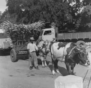 Agriculteur réunionnais avec charrette tirée par deux zébus transportant de la canne à sucre, témoignage du transport traditionnel avant la mécanisation à La Réunion. Photo historique sépia de la campagne sucrière