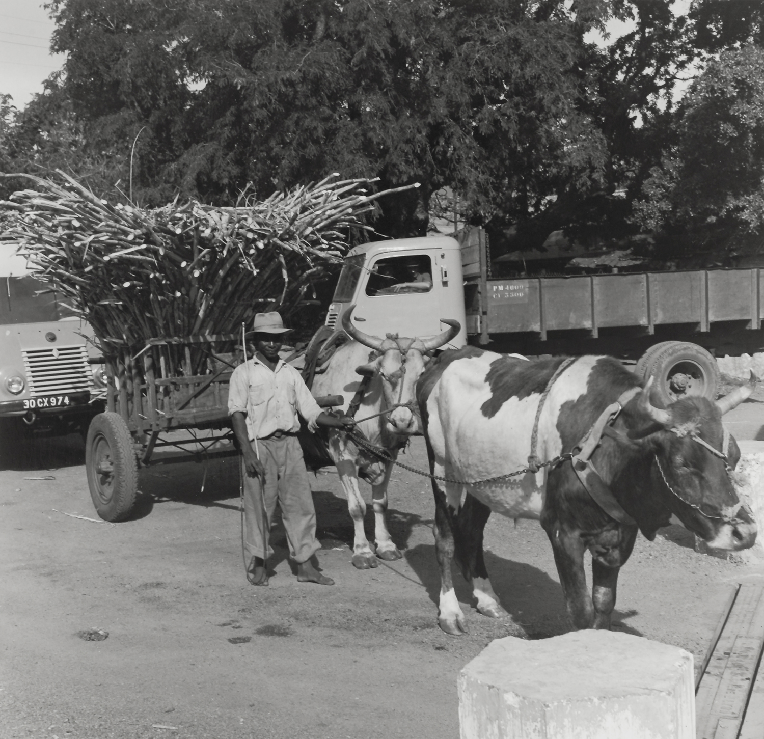Agriculteur réunionnais avec charrette tirée par deux zébus transportant de la canne à sucre, témoignage du transport traditionnel avant la mécanisation à La Réunion. Photo historique sépia de la campagne sucrière