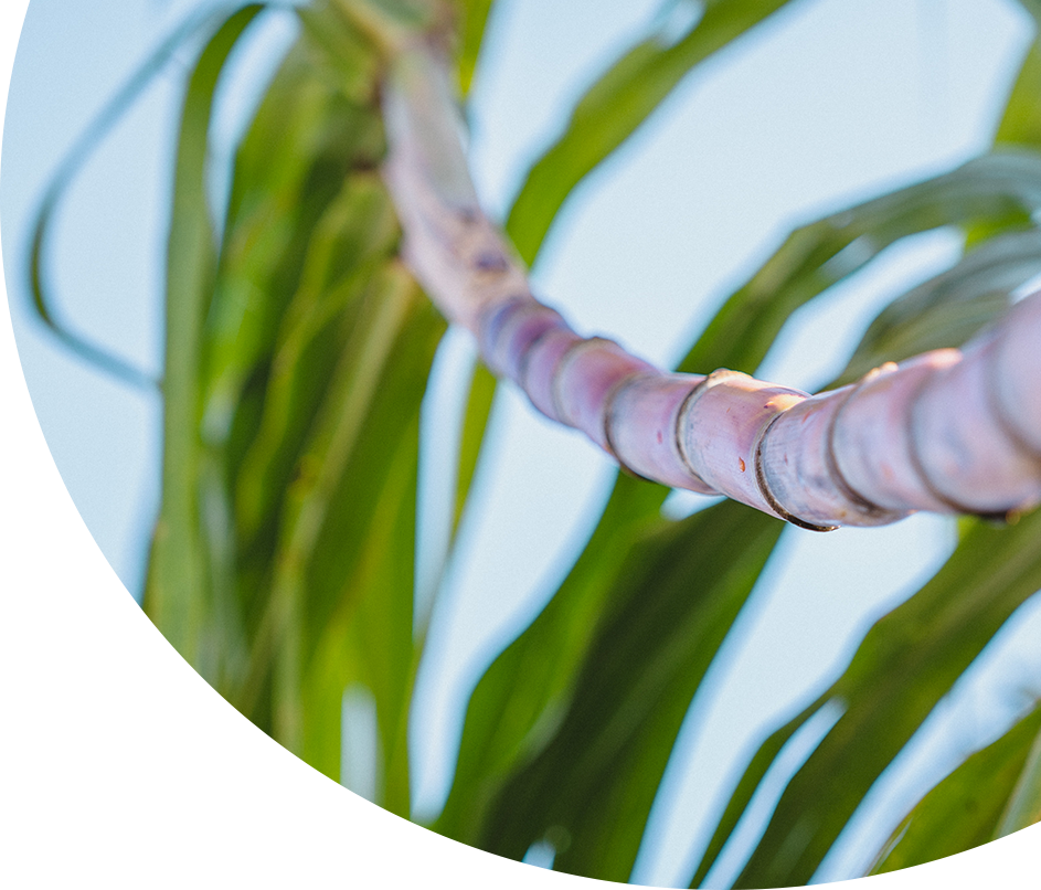 Image de canne à sucre