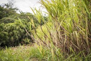 La filière rhum réunionnaise aujourd'hui