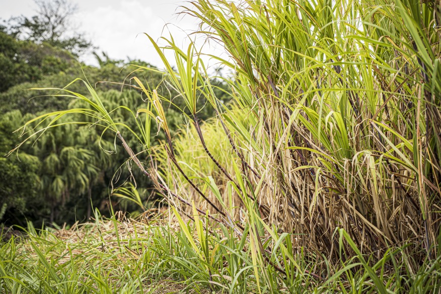 La filière rhum réunionnaise aujourd'hui